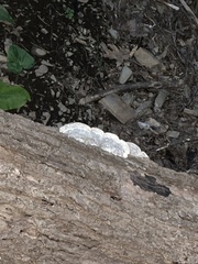 Kretzschmaria deusta