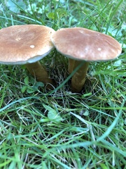 Gyroporus castaneus