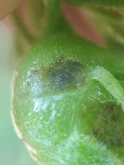 Schizomyia eupatoriflorae