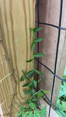 Euonymus fortunei