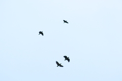 Amazona autumnalis