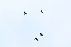 Amazona autumnalis