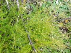 Cliffortia filifolia