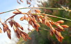 Thamnochortus glaber