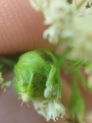 Schizomyia eupatoriflorae