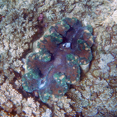 Tridacna gigas