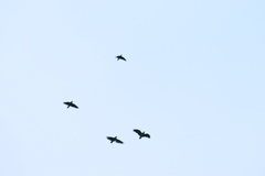 Amazona autumnalis