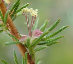 Cliffortia filifolia