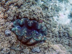 Tridacna gigas