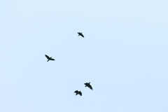 Amazona autumnalis