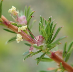 Cliffortia filifolia