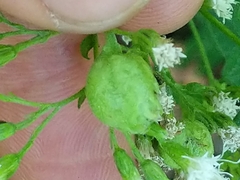 Schizomyia eupatoriflorae