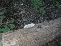 Trametes lactinea