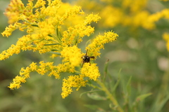 Aculeata