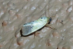 Ponometia bicolorata