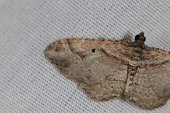 Costaconvexa centrostrigaria