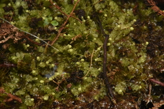 Calypogeia