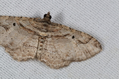 Costaconvexa centrostrigaria