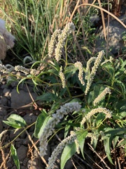 Persicaria lapathifolia
