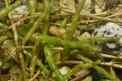 Salicornia pacifica