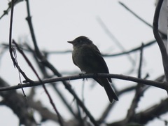 Empidonax hammondii