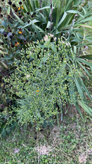 Erigeron canadensis