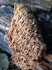 Ramaria
