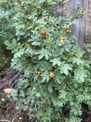 Rosa woodsii