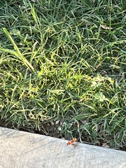 Trogomorpha arrogans