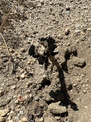 Montagnea arenaria