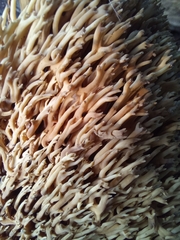 Ramaria