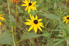 Rudbeckia fulgida