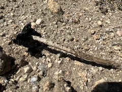 Montagnea arenaria
