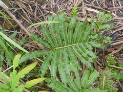 Blechnum milnei