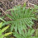 Blechnum milnei - Photo (c) Leon Perrie, some rights reserved (CC BY-NC), uploaded by Leon Perrie