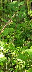 Callicarpa
