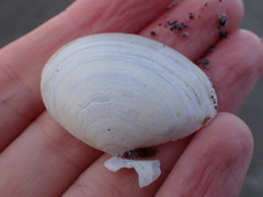 Tellinoidea