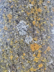 Xanthomendoza