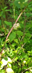 Callicarpa