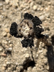 Montagnea arenaria