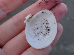 Tellinoidea