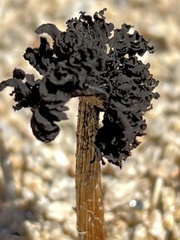 Montagnea arenaria
