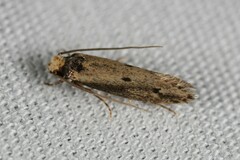 Tinea apicimaculella