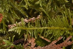 Kindbergia oregana