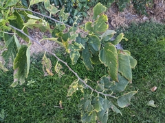 Celtis reticulata
