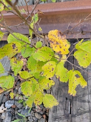 Hamamelis virginiana