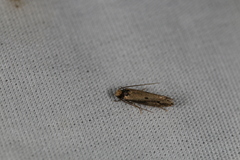 Tinea apicimaculella