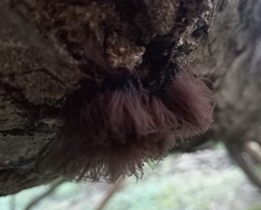 Stemonitis splendens