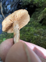 Armillaria nabsnona