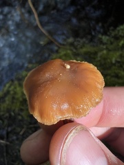 Armillaria nabsnona
